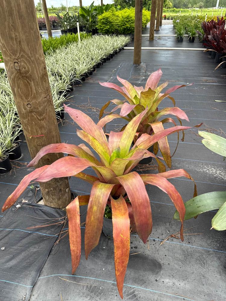 aechmea-dean-bromeliad