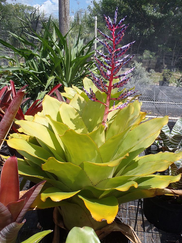 aechmea-del-mar-bromeliad-dwarf-blue-tango