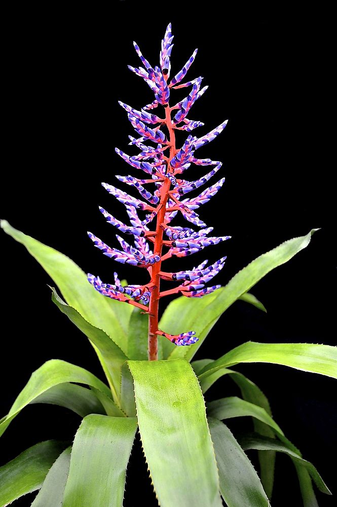 aechmea-del-mar-bromeliad-dwarf-blue-tango