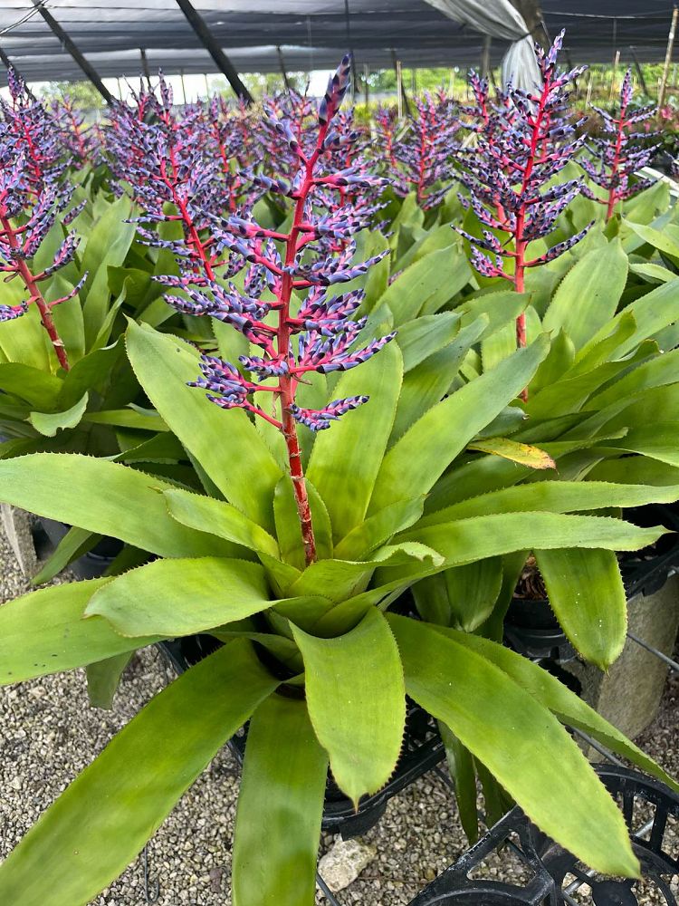 aechmea-del-mar-bromeliad-dwarf-blue-tango