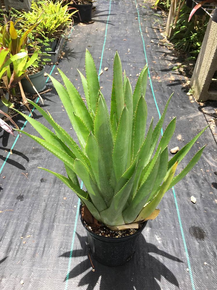 aechmea-distichantha-albiflora-brazilian-vaseplant-bromeliad