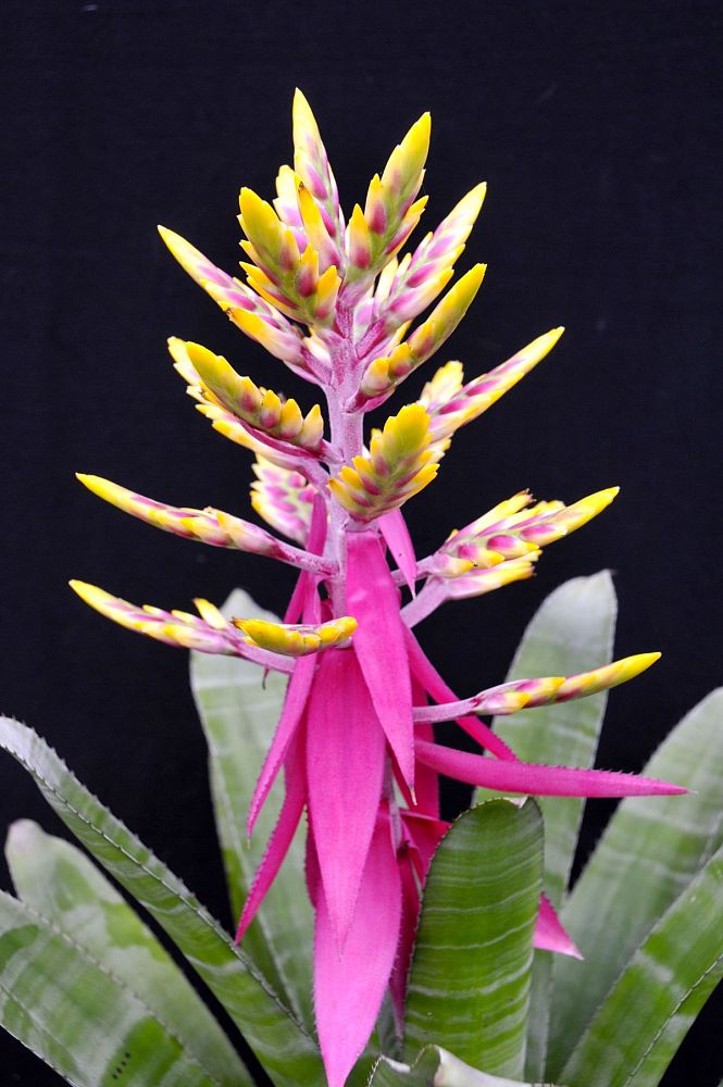 aechmea-fantasia-bromeliad
