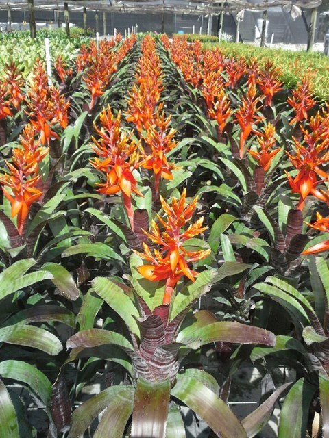 aechmea-frappuccino-bromeliad