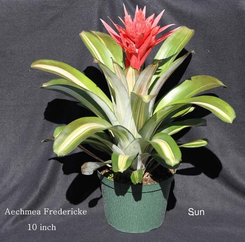 aechmea-friederike-bromeliad