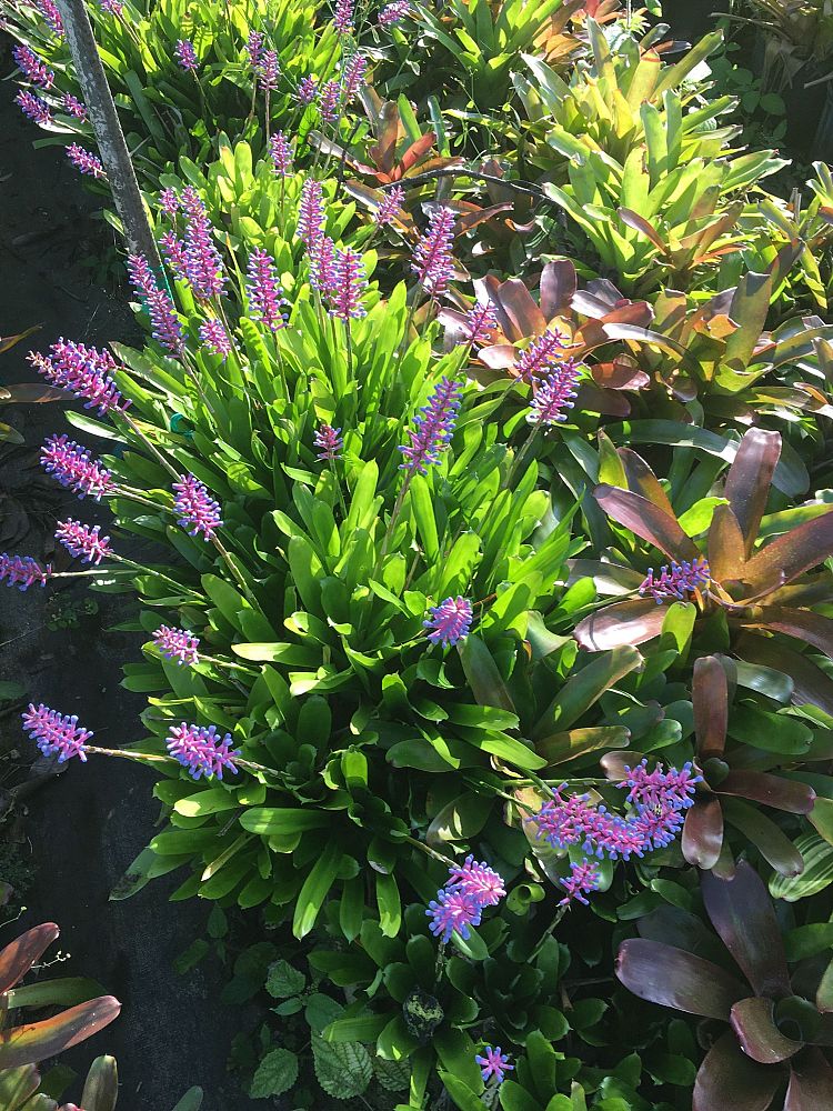 aechmea-gamosepala-bromeliad-matchstick-plant