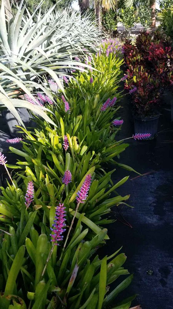 aechmea-gamosepala-bromeliad-matchstick-plant