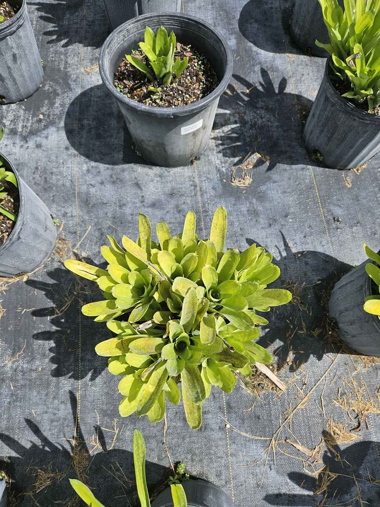 aechmea-gamosepala-bromeliad-matchstick-plant
