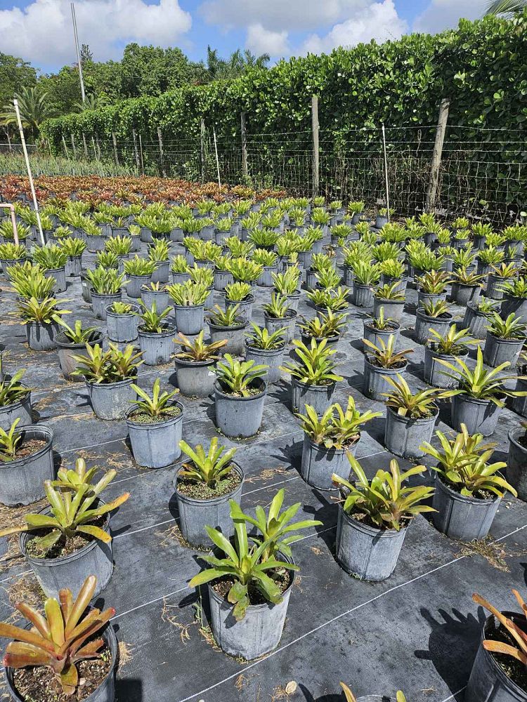 aechmea-gamosepala-bromeliad-matchstick-plant