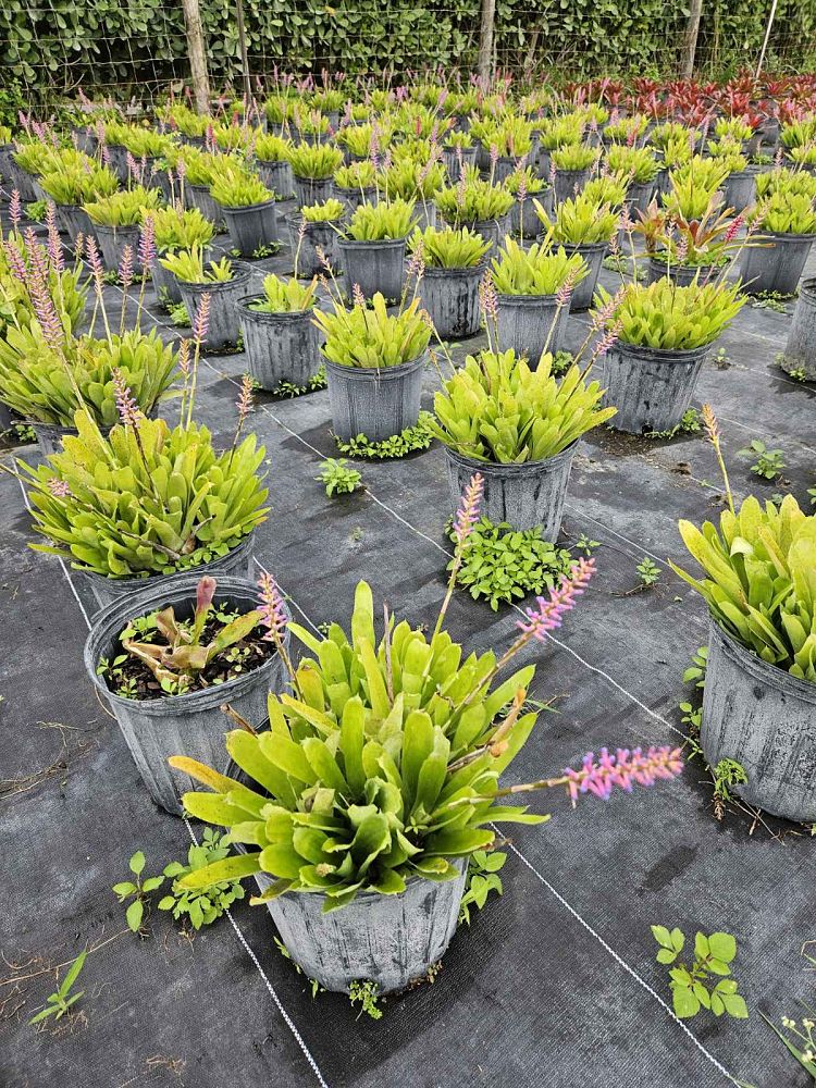 aechmea-gamosepala-bromeliad-matchstick-plant