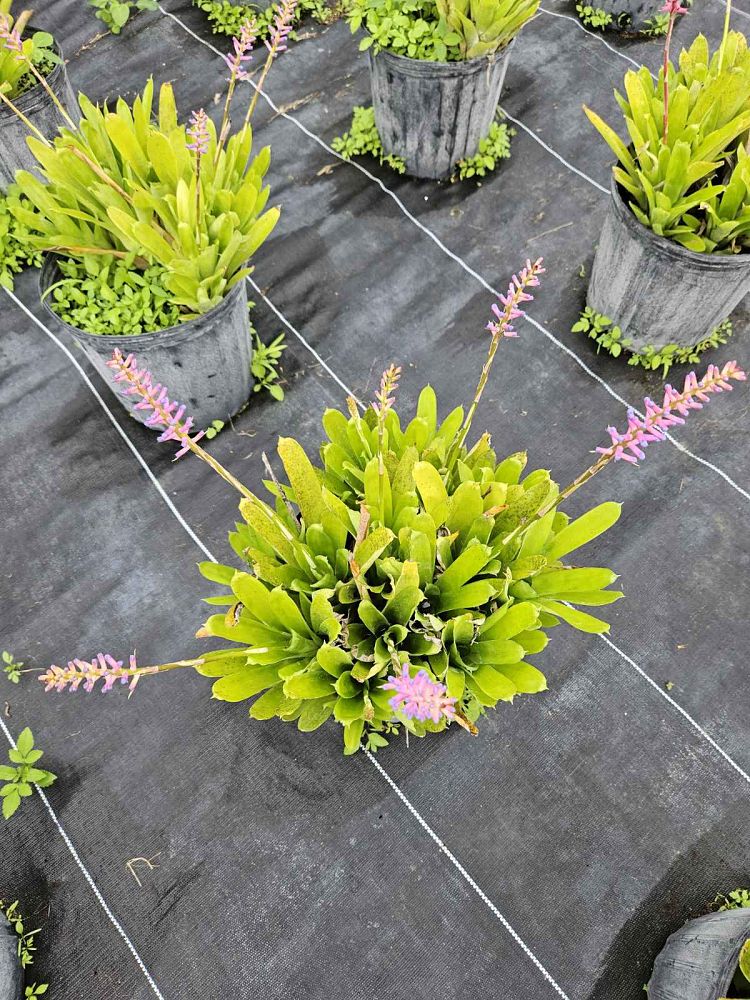 aechmea-gamosepala-bromeliad-matchstick-plant