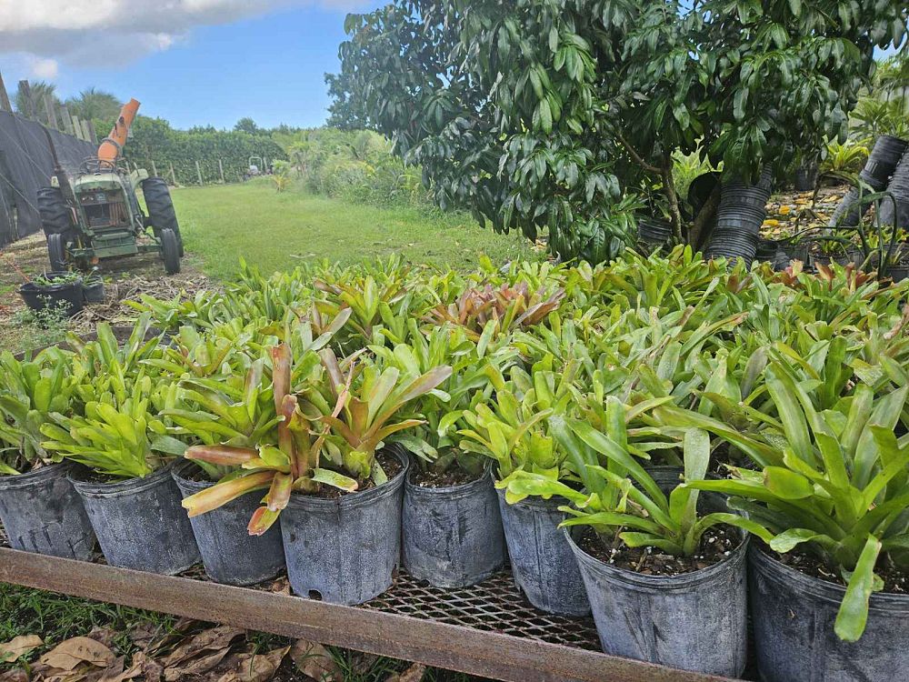 aechmea-gamosepala-bromeliad-matchstick-plant