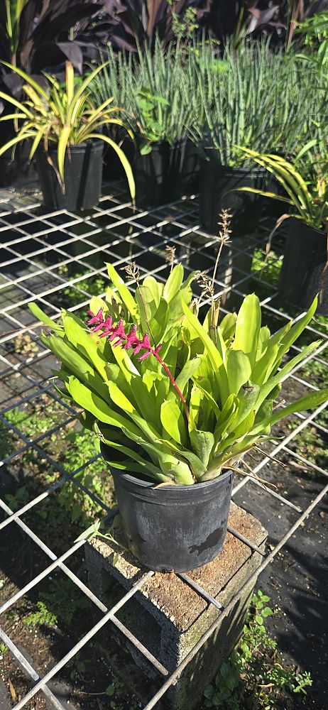 aechmea-gamosepala-bromeliad-matchstick-plant