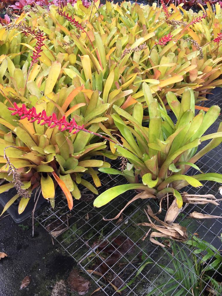 aechmea-gamosephala-cilindrata-aechmea-gamosepala-cilindrata-bromeliad-matchstick-plant