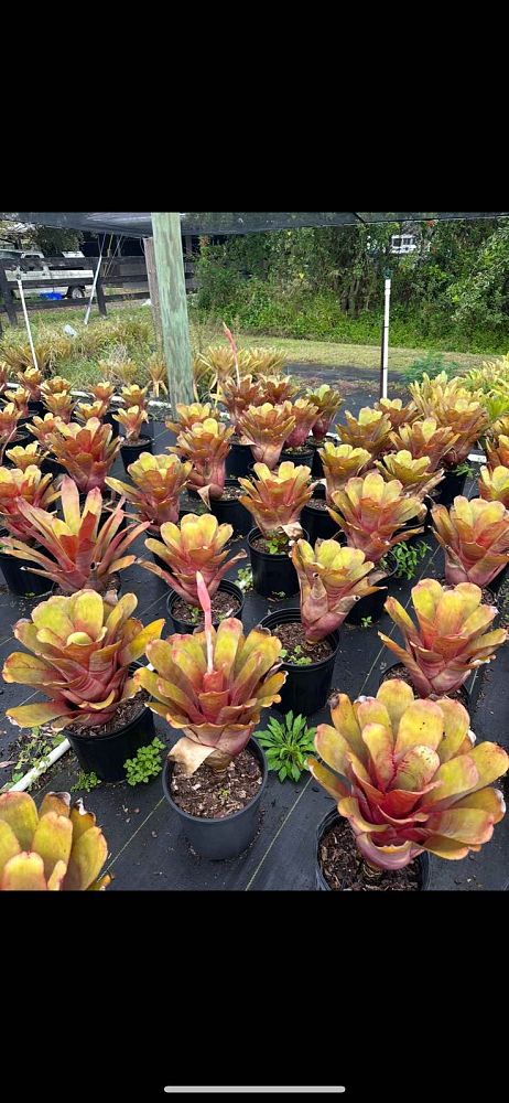 aechmea-greg-bromeliad