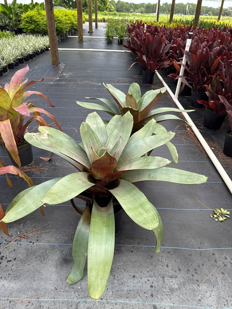 aechmea-greg-bromeliad