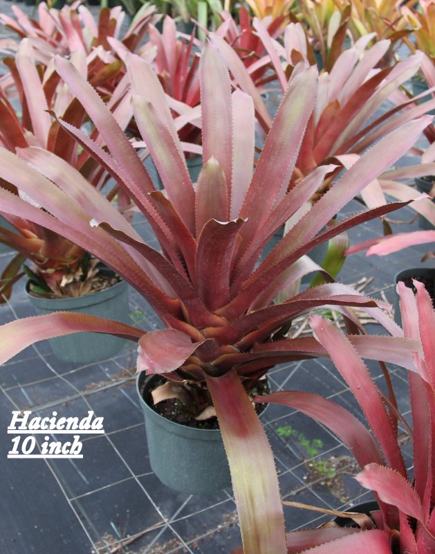 aechmea-hacienda-bromeliad