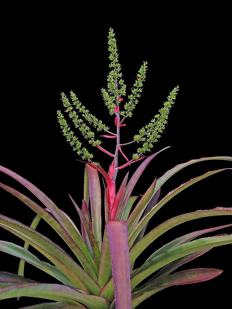 aechmea-haltonii-bromeliad