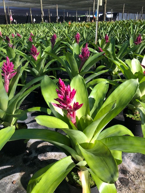 aechmea-lady-d-bromeliad