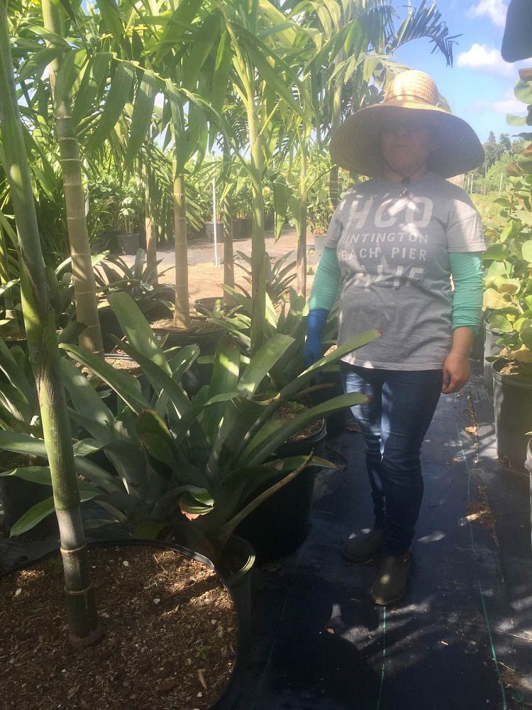 aechmea-little-harv-bromeliad