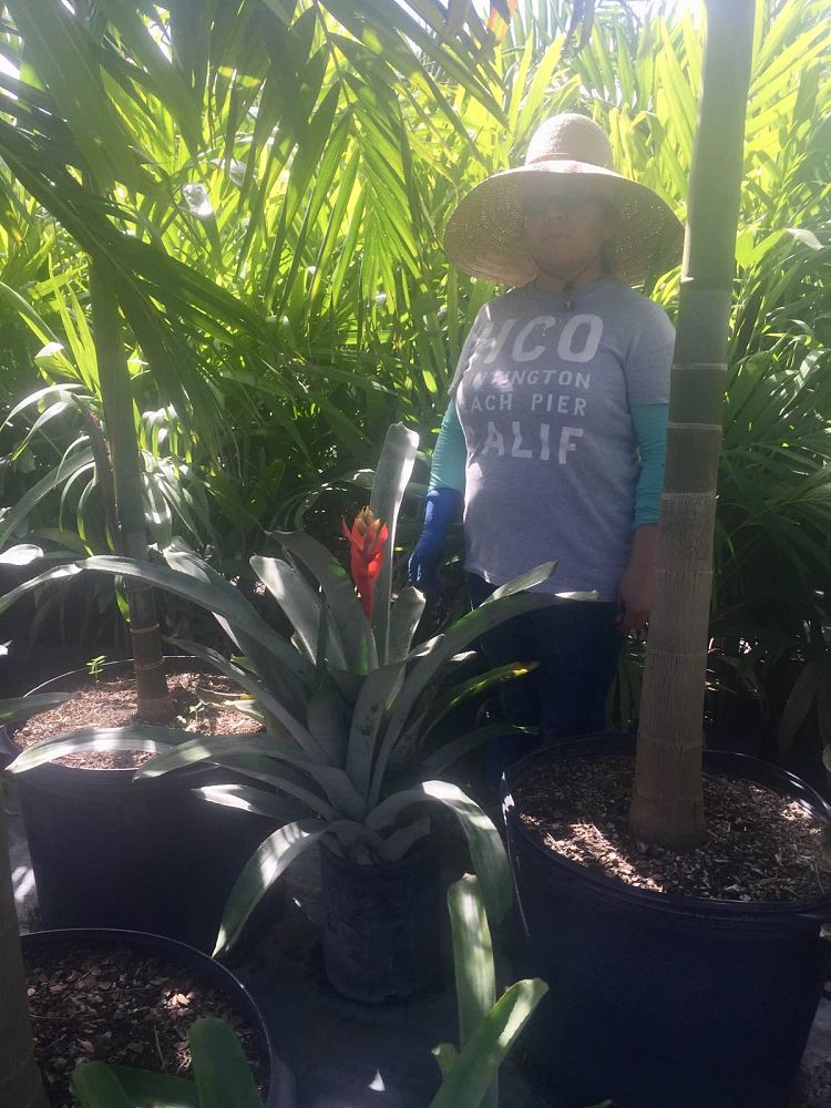 aechmea-little-harv-bromeliad