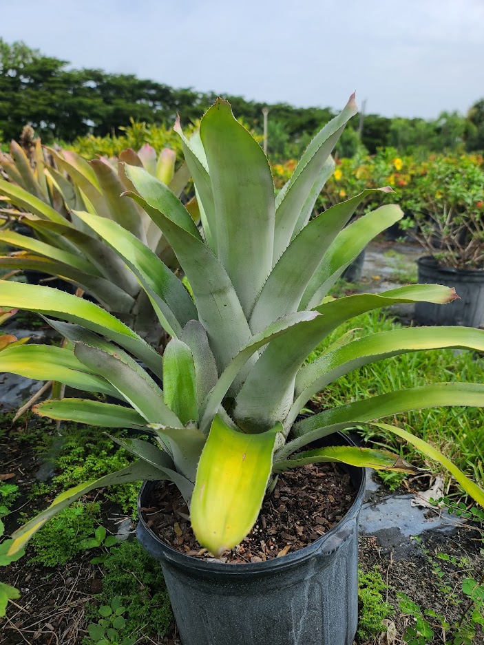aechmea-little-harv-bromeliad