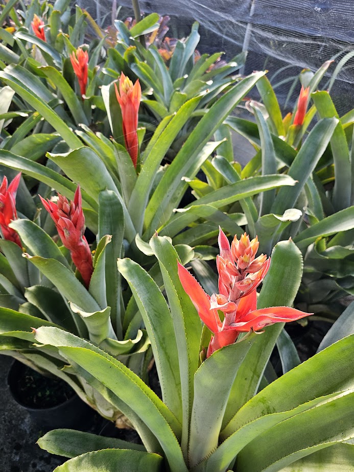 aechmea-little-harv-bromeliad