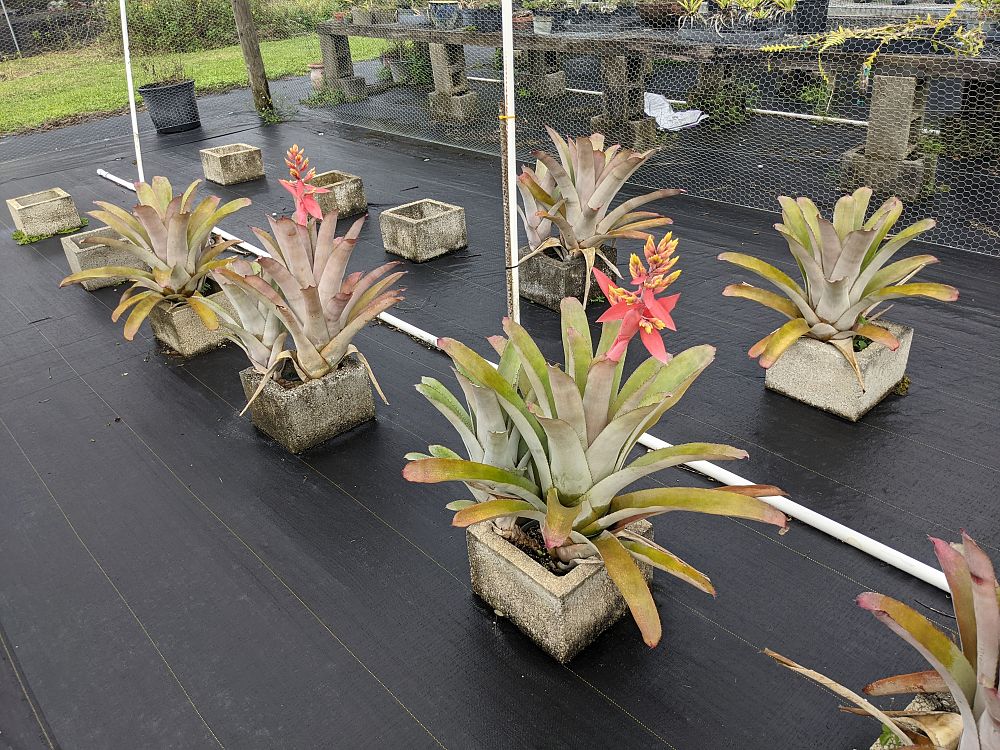aechmea-little-harv-bromeliad