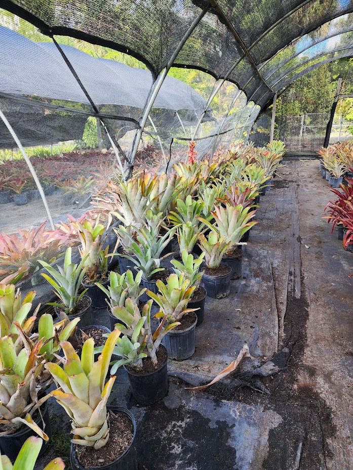 aechmea-little-harv-bromeliad