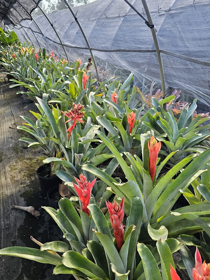 aechmea-little-harv-bromeliad