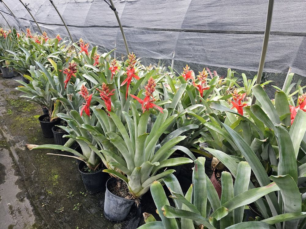 aechmea-little-harv-bromeliad