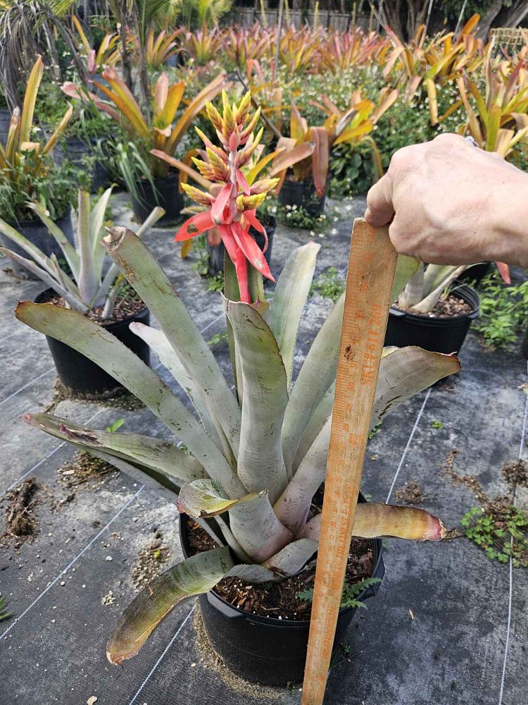 aechmea-little-harv-bromeliad