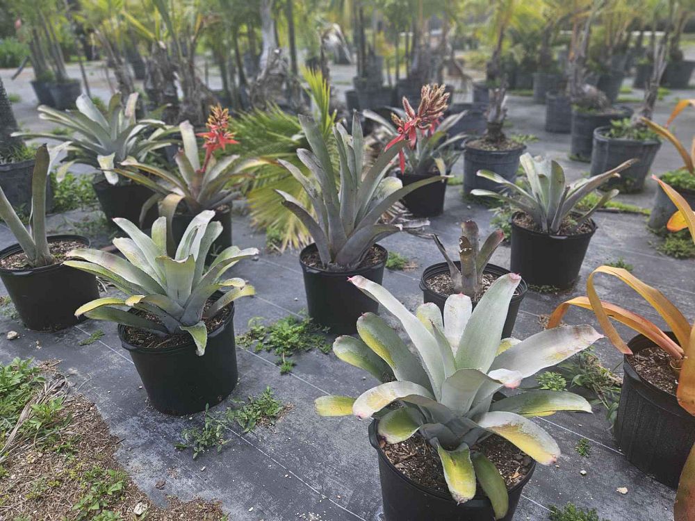 aechmea-little-harv-bromeliad