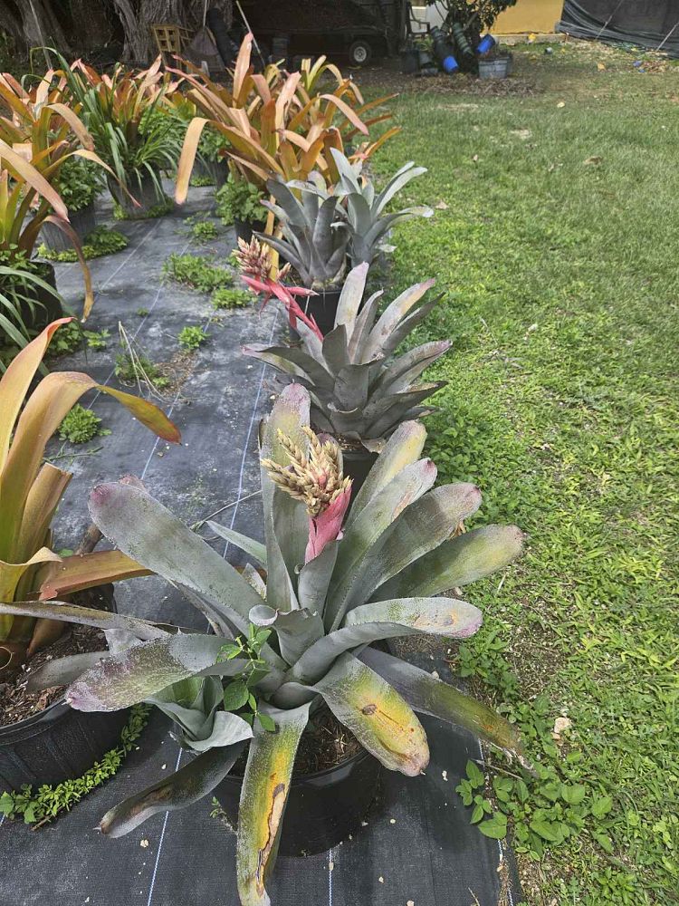 aechmea-little-harv-bromeliad