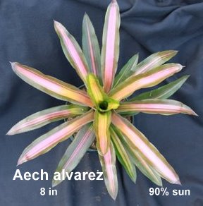 aechmea-luddemanniana-alvarez-bromeliad