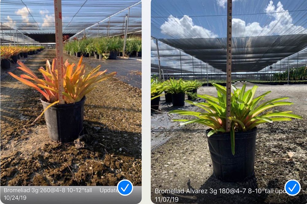 aechmea-luddemanniana-alvarez-bromeliad