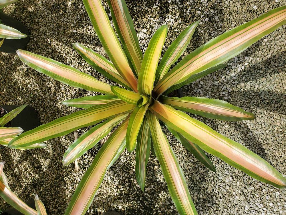 aechmea-luddemanniana-alvarez-bromeliad
