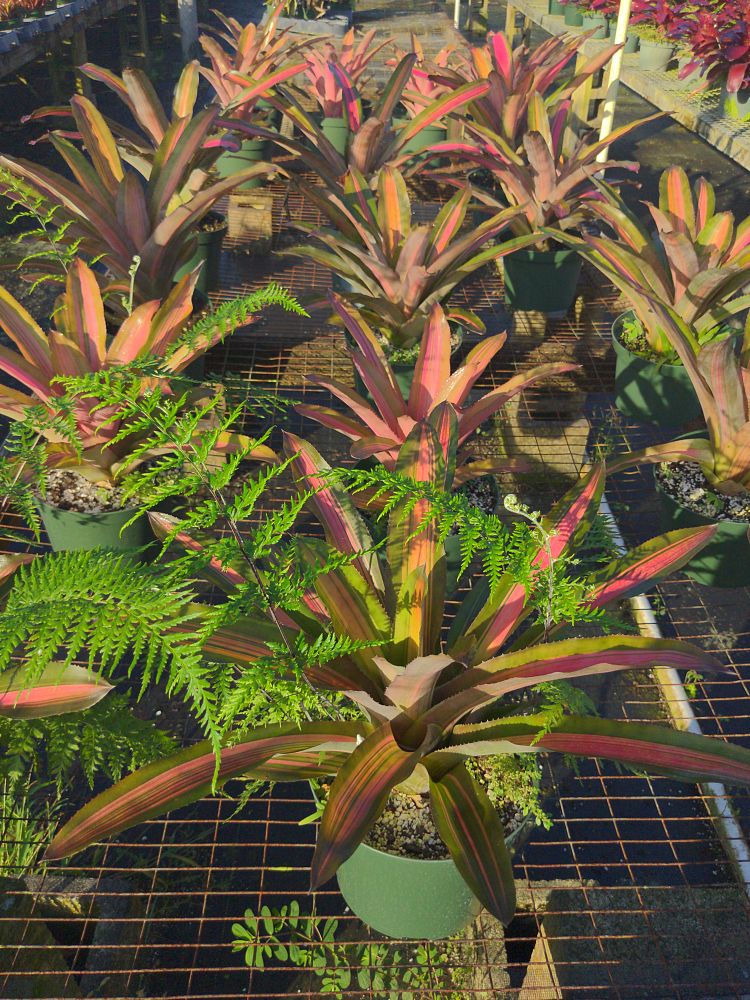 aechmea-luddemanniana-alvarez-bromeliad