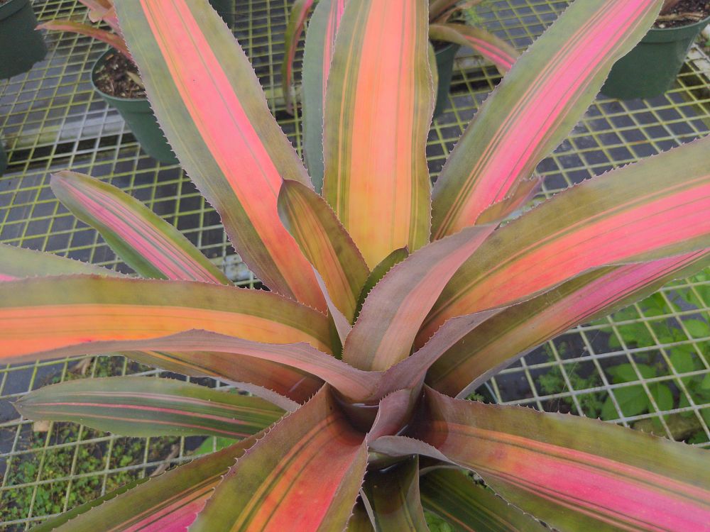 aechmea-luddemanniana-alvarez-bromeliad