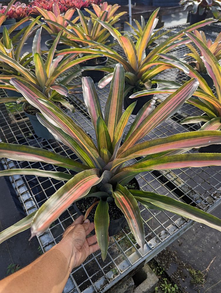 aechmea-luddemanniana-alvarez-bromeliad