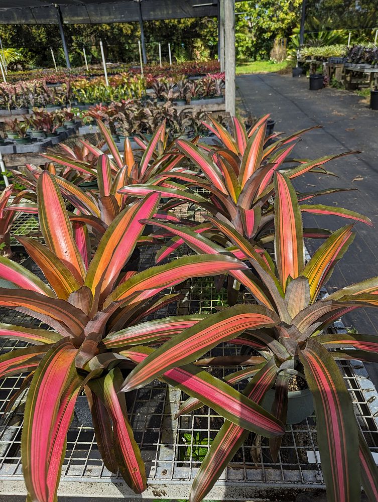 aechmea-luddemanniana-alvarez-bromeliad