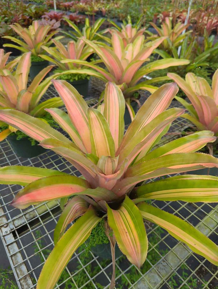aechmea-luddemanniana-alvarez-bromeliad