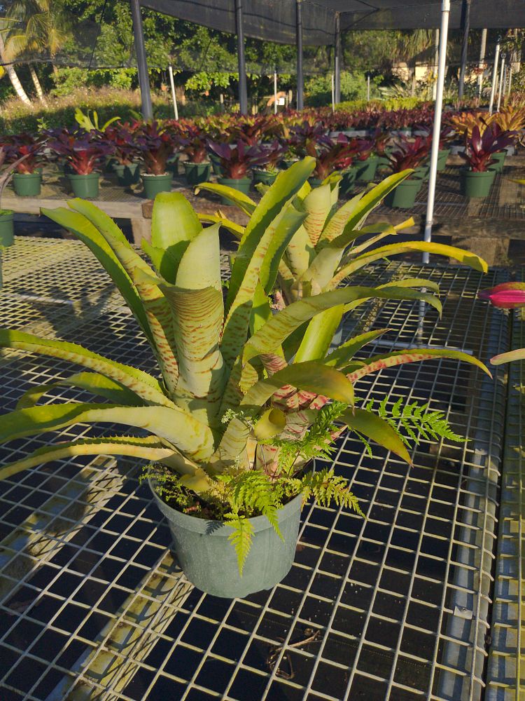 aechmea-maculata-bromeliad