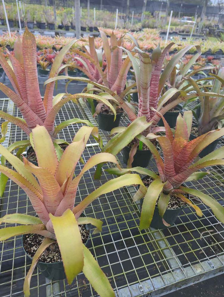 aechmea-maculata-bromeliad
