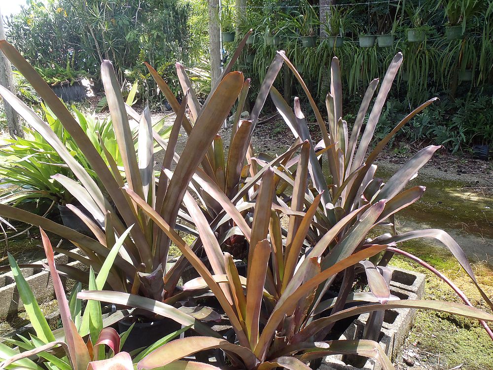 aechmea-marcelino-bromeliad