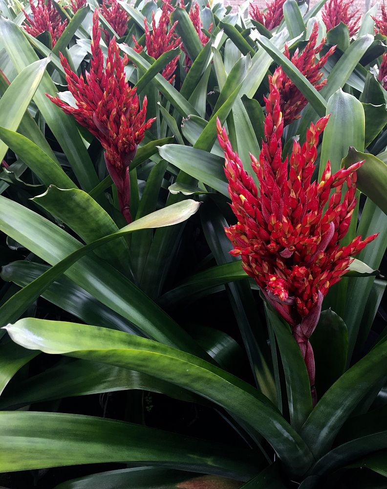 aechmea-medusa-bromeliad