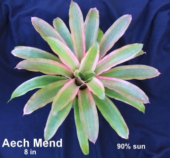 aechmea-mend-bromeliad