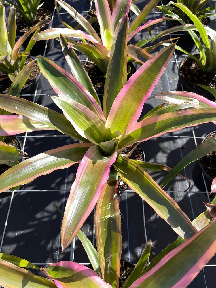 aechmea-mend-bromeliad