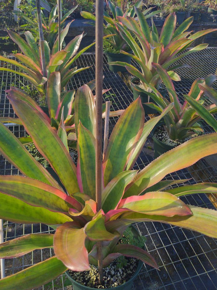 aechmea-mend-bromeliad