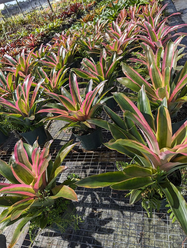 aechmea-mend-bromeliad