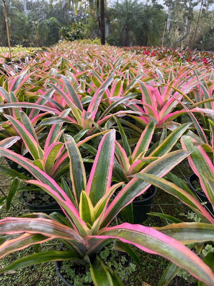 aechmea-mend-bromeliad